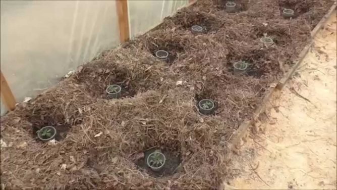 Як боротися з медведкою в теплиці