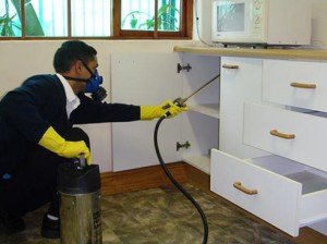 Чого бояться клопи: дієва профілактика в квартирі