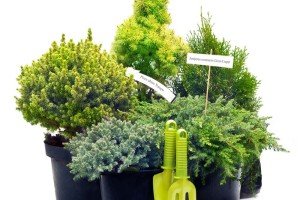 Особливості догляду за туями в домашніх умовах: посадка, розмноження і користь від вирощування туї у горщику