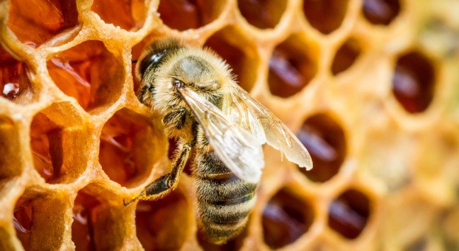 Личинки воскової молі в сучасній медицині: Застосування