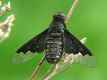 Траурница – комаха з сумним іменем