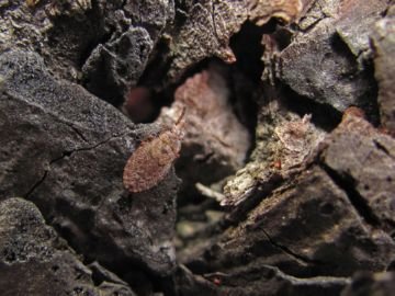 Сосновий подкорный клоп: опис, шкоди, метри боротьби