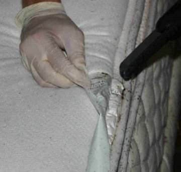 Як виглядають личинки постільних клопів і як не допустити їх подальшого розвитку борьба с нимфами клопов