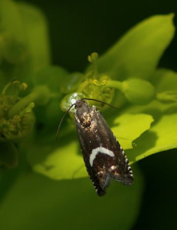 Полювання на горохову плодожерку: дізнатися і знищити