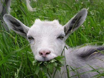 Арахноз: переносники і види захворювання