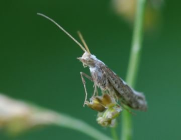 Капустяна міль. Що це і як з нею боротися?