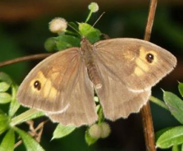 Лучний метелик на соняшники і кукурудзі   ефективні заходи боротьби