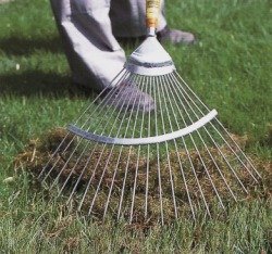 Як правильно доглядати за дорослим газоном в різний час року: звід правил