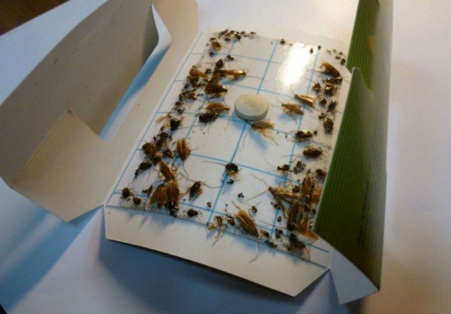 Як вивести тарганів і більше з ними не зустрічатися — найкращі поради Як вивести тарганів і більше з ними не зустрічатися — найкращі поради