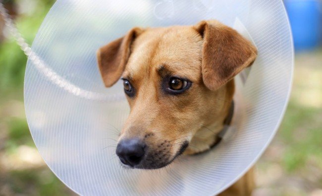 Блохи у собаки: симптоми, діагностика, лікування