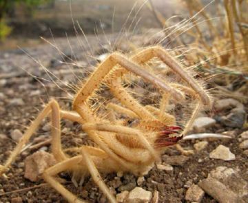Сольпуги, або фаланги – незвичайні всеїдні хижаки