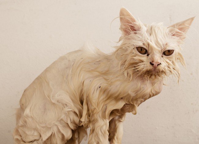 Як позбутися Бліх у кішок — Реальні та корисні Поради