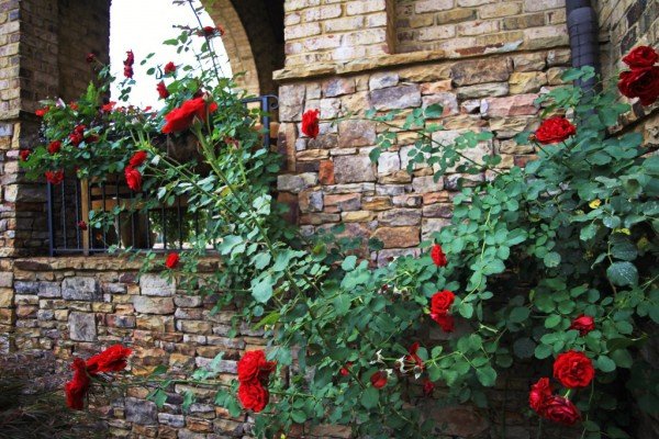 Кращі сорти червоних плетистих троянд: фото каталог і характеристики популярних садових рослин