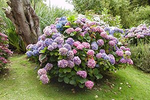 Який грунт любить гортензія: відеоінструкція по підкислення і поради по догляду