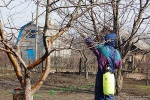 Щеплення сливи: розбираємося з термінами і вибираємо спосіб щеплення