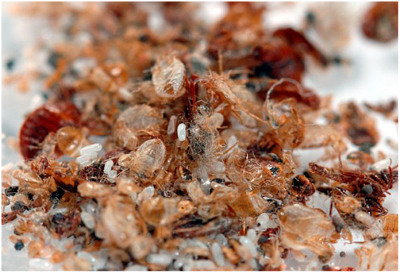 Постільні клопи – зовнішній вигляд і особливості життєдіяльності