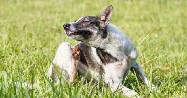 Блохи у людини — народні і хімічні засоби боротьби
