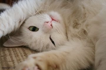 Барс краплі від бліх   інструкція, як застосовувати їх для кішок