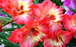 Вирощування гладіолусів: посадка і догляд у відкритому грунті, строки і схема посадки, коли викопувати гладіолуси, особливості зберігання цибулин, фото