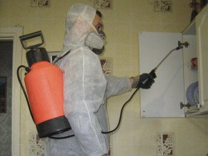 Як в домашніх умовах позбутися від клопів: труїмо комах