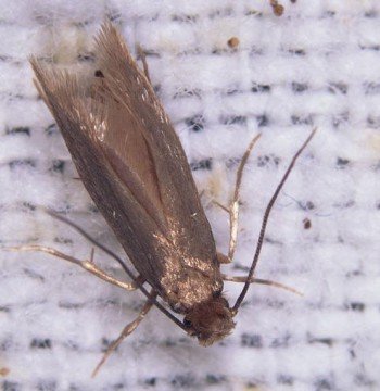 Харчова моль: зовнішній вигляд і особливості життя