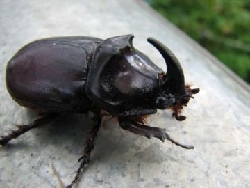 Жук носоріг: біологія, різноманітність, опис і цікаві факти