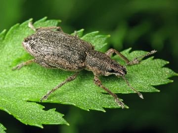 Буряковий довгоносик: опис і шкоду