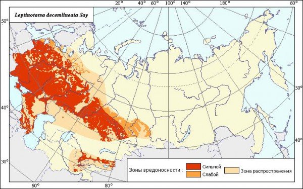 Жук колорадський: що робити і як боротися Жук колорадський: що робити і як боротися