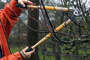 Обрізка сливи навесні: для чого вона потрібна і рекомендації фахівців