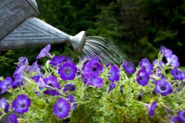 Петунії серії Софістика — рясноквітучі рослини унікальною забарвлення з запашним ароматом