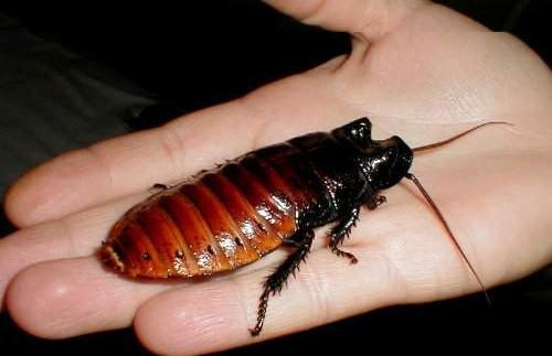 Мадагаскарський тарган – невибаглива екзотика у вашій квартирі