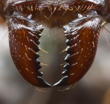 Мураха листорез   дивовижний житель лісу
