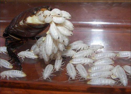 Мадагаскарський тарган – невибаглива екзотика у вашій квартирі