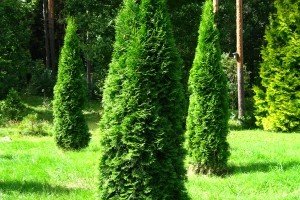Туя Колумна: садимо ідеальний сорт для ландшафтних композицій