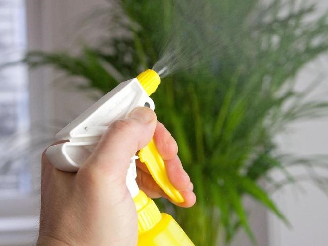 Попелиця на кімнатних квітах: чим обробити, як вивести