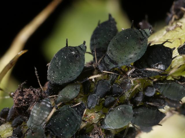 Огляд видів попелиці на смородині