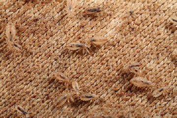 Що таке платтяна воша, і які симптоми їй супроводжують