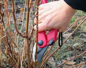Підготовка рослин до зими: обрізка, укриття та інші прийоми захисту від холоду, рекомендації фахівців і фото