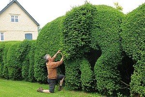 Використання туї для створення живоплоту: опис сортів та особливості формування