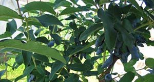 Які сорти жимолості підходять для Ленінградської області: докладний опис видів