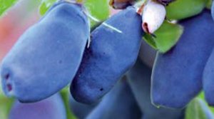 Які сорти жимолості підходять для Ленінградської області: докладний опис видів