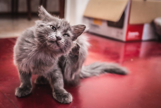 До чого сняться блохи: Чекати радості чи смутку?