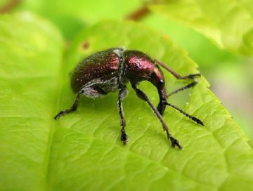 Як захистити сад від небезпечних комах шкідників плодових культур: златок, вертуний, трубковертов, чехлоносок і казарок