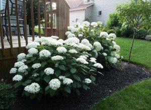 Гортензія деревоподібна сорту «Анабель» — невибагливий чагарник з великими суцвіттями для посадки в саду