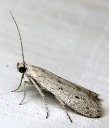 Піщаний мідляк, соняшниковий шипоноска і вусань соняшникова   боремося з шкідниками соняшників