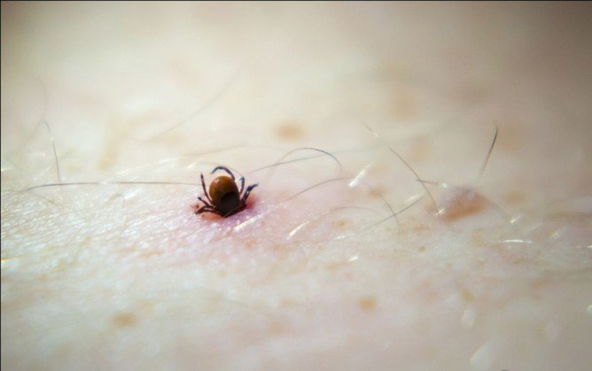 Енцефалітний кліщ і його небезпека для людини