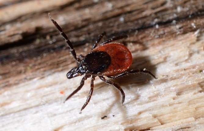 Лісовий кліщ   що це таке і як від нього захиститися