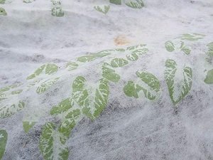 Підготовка рослин до зими: обрізка, укриття та інші прийоми захисту від холоду, рекомендації фахівців і фото