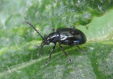 Ефективні заходи боротьби з пьявицей красногрудой