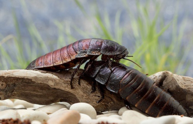 Мадагаскарський шиплячий тарган – екзотична іграшка , фото
